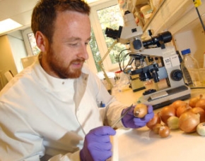 Onion scientist